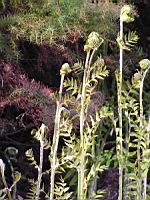 Osmunda Regalis (fam Osmondacees) (1) (Photo F. Mrugala)